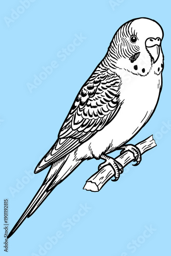 Budgerigar Bird Perching on a Branch in Detailed Line Art Style Vector Illustration