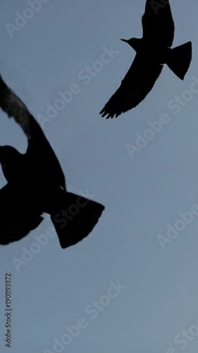 Abstract black bird silhouettes gracefully soar with dynamic wing movements in slow-motion against a pure white background. Concept of digital transformation