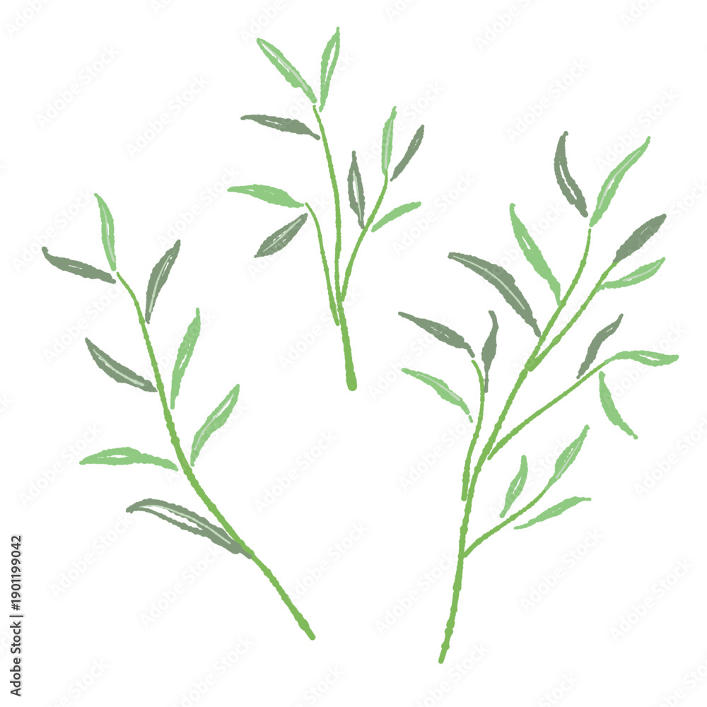 Fototapeta premium Set of Willow Eucalyptus Branches (Narrow Leaves)