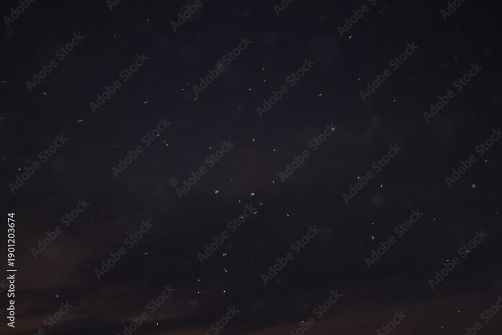 Fototapeta premium Swarm of Flying Termites (Alates) Against Dark Night Sky
