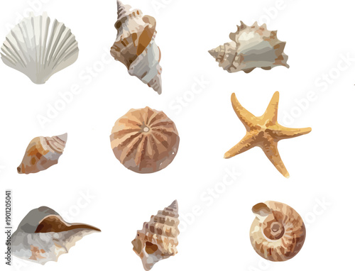 Hand drawn collection of various seashells and a starfish on white background