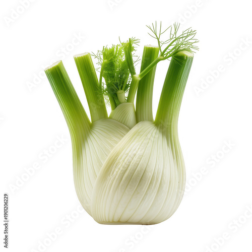 Fresh fennel bulb with green stalks vegetable isolated on a transparent background