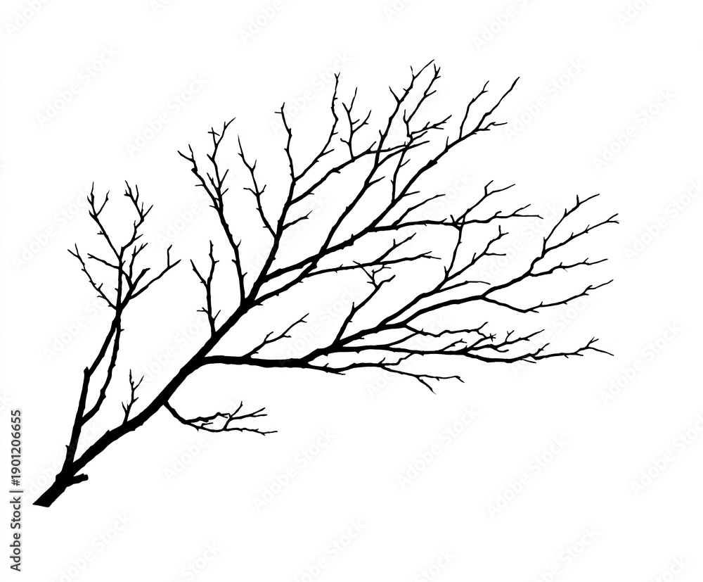 Fototapeta premium A silhouetted black tree branch spreads across a white background. It's bare, wintery