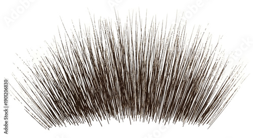 Closeup of a black hedgehog spines texture.