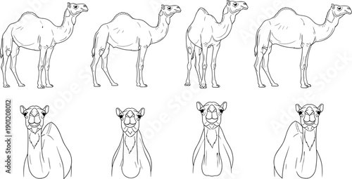 Set of camel outline illustrations in standing and portrait views, desert animal collection for wildlife design, education, and cultural themes