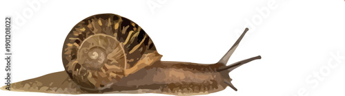 garden_snail_mollusk_illustration_white_background