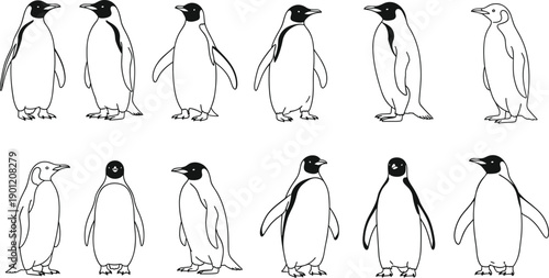 Set of penguin outline illustrations in standing poses, cute polar bird collection for wildlife design, children projects, and educational materials