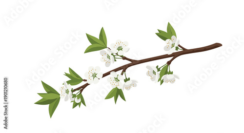 Elegant cherry tree branch adorned with delicate white blossoms and fresh green leaves, symbolizing spring and natural