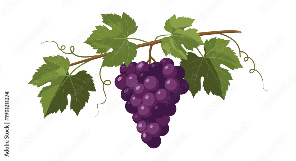 Obraz premium Lush bunch of ripe purple grapes hanging from a leafy vine, depicting fresh, juicy fruit ready for harvest or