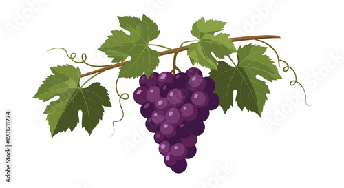 Lush bunch of ripe purple grapes hanging from a leafy vine, depicting fresh, juicy fruit ready for harvest or