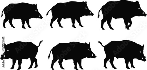 Large set of black wild boar silhouettes featuring various walking and standing poses isolated on white background for hunting wildlife and nature vector design projects