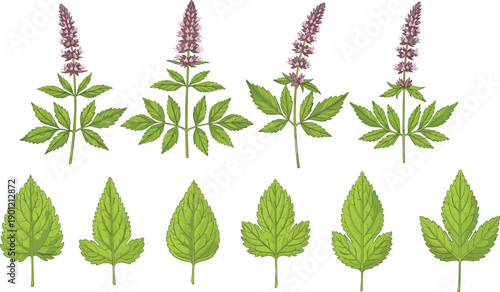 Botanical illustration of flowering plants and leaves, herbal foliage, plant anatomy, leaf morphology, nature study, educational flora, vintage botanical art