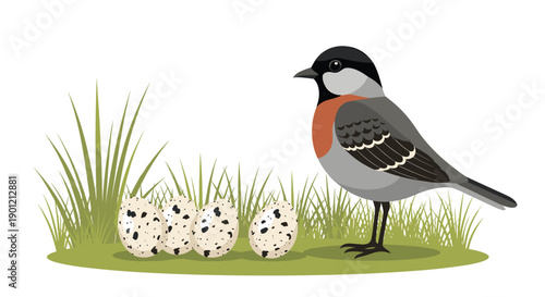 Small wild bird with a black cap and orange chest standing alertly beside three speckled eggs in green grass.