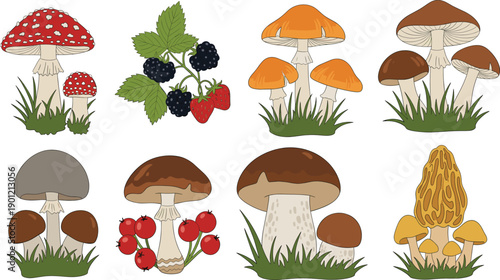 Wild mushroom and forest berry vector illustration set featuring fly agaric chanterelles porcini blackberries and strawberries for rustic autumn decor or botanical prints