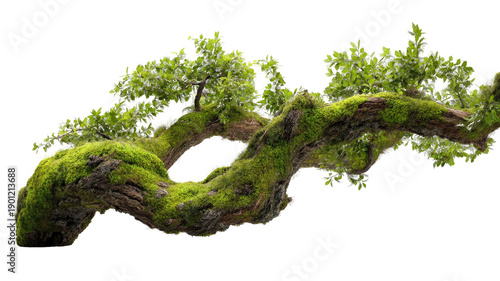 Gnarled, ancient tree branch, heavily covered in vibrant green moss and scattered fresh leaves