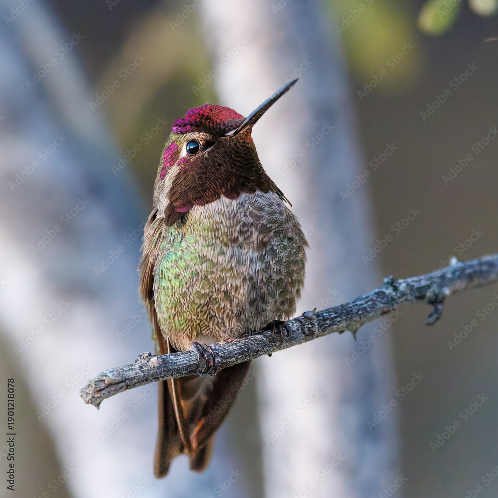 Obraz premium Anna's Hummingbird