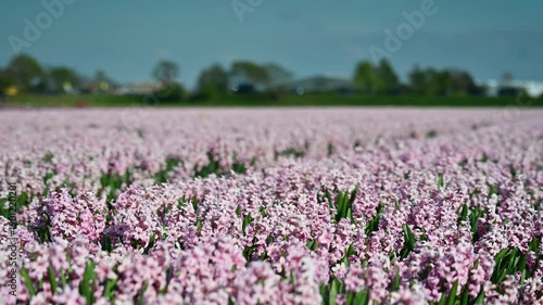 Close-up of hyacinths with a tracking movement from right to left across rows of colorful blooming flowers on a bulb farm. Agriculture, floriculture and the seasonal Dutch countryside.
