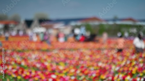 Defocused visitors walking through colorful tulip field in the Netherlands. Soft focus footage of visitors walking through vibrant rows of blooming tulips in a Dutch flower field.