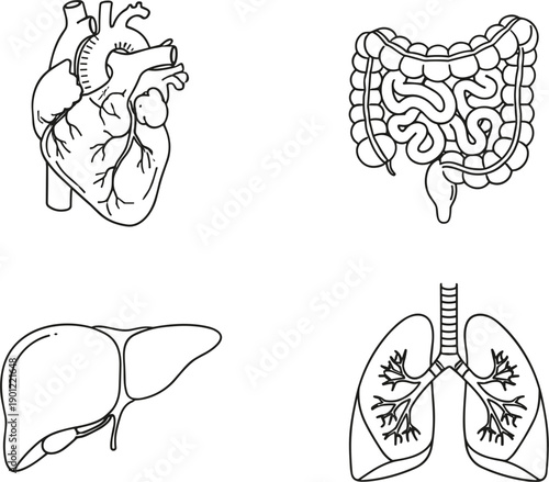 Human internal organ icons representing anatomy medical education healthcare heart lungs liver intestine vector illustration outline design set