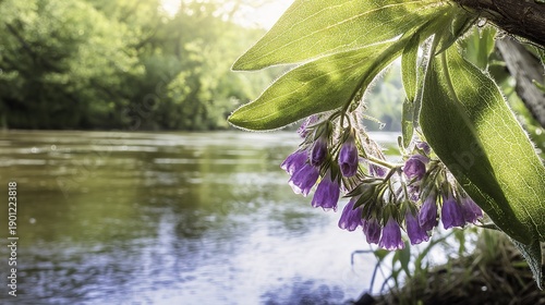 Environmental portrait of a streamside plant community. Comfrey as a typical waterside plant defines a specific natural habitat