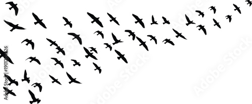 Black birds flying in a flock flying birds flock of birds bird silhouettes bird shapes