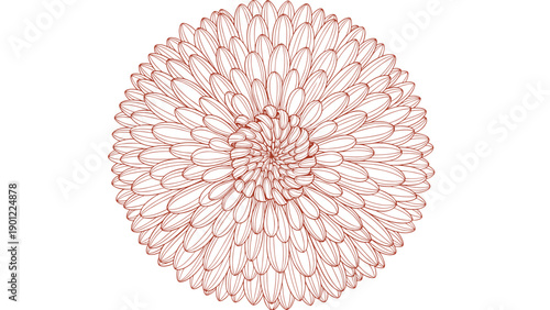 A symmetrical and highly detailed round flower, like a chrysanthemum or dahlia, drawn in a delicate brown line art style.