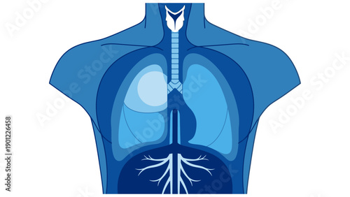 Stylized Human Respiratory System Anatomy. Blue Vector Illustration of Lungs, Trachea, and Bronchial Structure in the Torso.