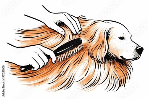 Golden retriever grooming: hands brushing long fur with care