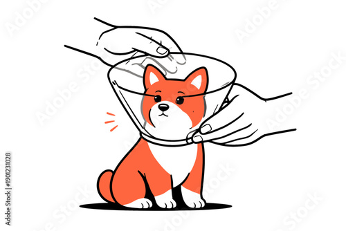 Cute shiba inu wearing protective cone after surgery