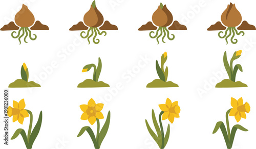 Step-by-step daffodil growth cycle illustration showing bulb, roots, shoot, leaf, and flower stages in a clean cartoon view