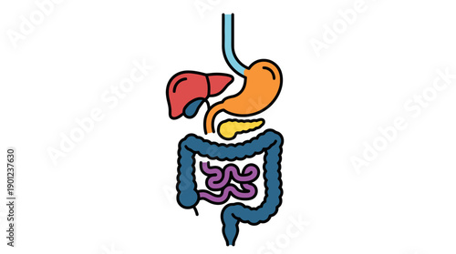 Anatomy illustration of the human digestive system with organs labeled in a clean, flat vector style