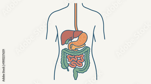 Human Digestive System Anatomy Stomach, Liver, and Intestines Diagram