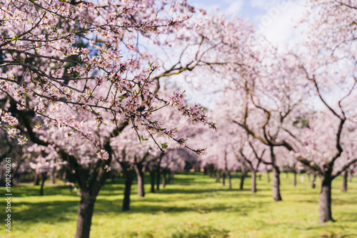 Quadro em tela Almond trees covered in blossoms standing in a green meadow during springtime