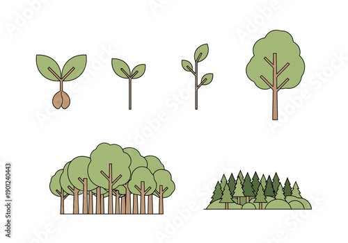 Forest Growth Sequence From Seedling To Mature Canopy Showing Botanical Development Stages Of Woodland Ecosystems