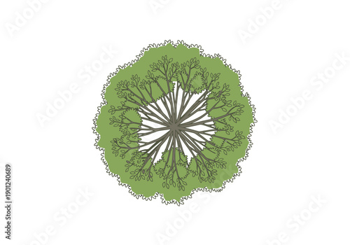 Top View Stylized Leafy Tree Outline With Visible Branches and Textured Green Canopy Isolated On White Background