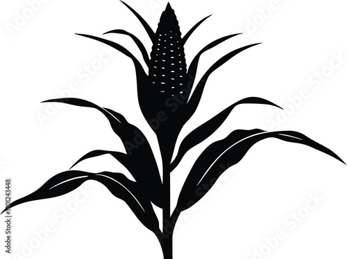  Corn stalk silhouette vector