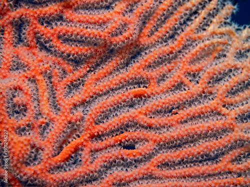 White fan coral polyps on red sea fan