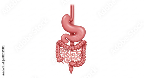 A detailed vector illustration of the human digestive system
