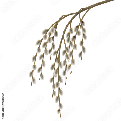 Wallpaper Mural Pussy willow branch on transparent background Torontodigital.ca
