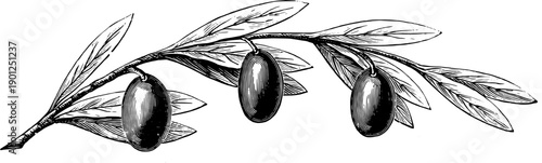 Vintage fruit and vegetable illustrations featuring classic botanical produce designs. Ideal for packaging, labels, kitchen decor, wall art, engraving, stationery, branding, and food-themed projects.