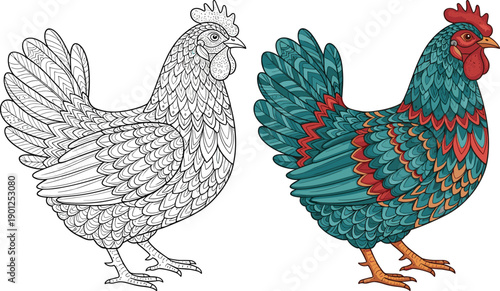 Rooster and hen in color and line chicken bird animal