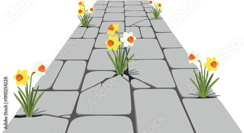 Daffodils with Yellow and White Petals Growing Through Cracks in a Weathered Stone Path.