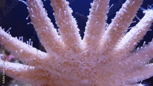 Starfish from below with suction feet in the Alaska SeaLife Center