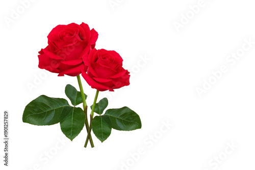Two red roses with green leaves in a simple studio portrait for romance and b...