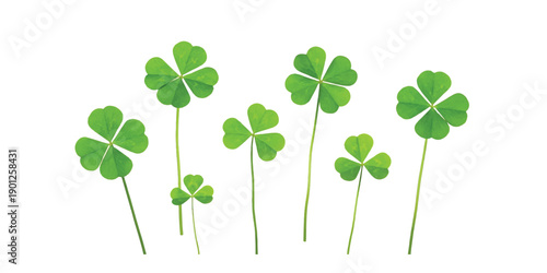 A collection of four-leaf and three-leaf clovers with stems arranged against a white background, symbolizing luck and nature.