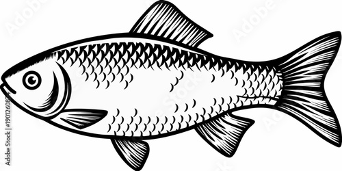 A detailed black and white illustration of a single fish