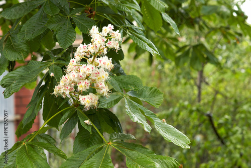 A horse chestnut branch with a picturesque candle-shaped inflorescence against a blurred garden background. The tree's leaves are wet from the rain. Macro. Spring. Blossoming.