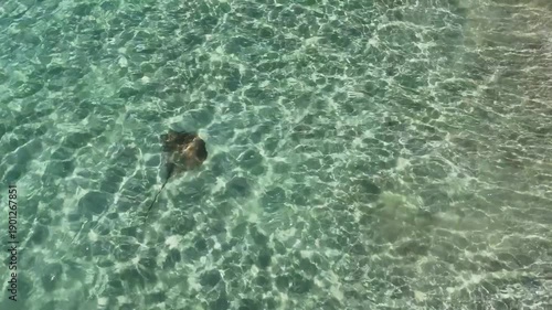 stingray
