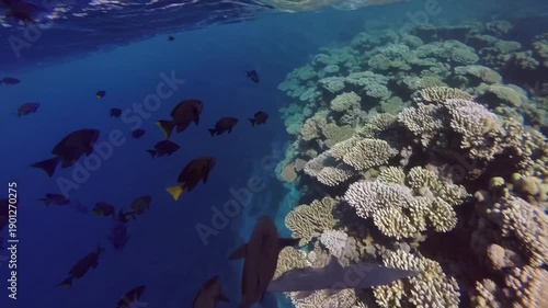 Wallpaper Mural Underwater Reef Panorama: A breathtaking view showcasing a vibrant coral reef teeming with marine life. A vibrant underwater ecosystem awaits, alive with diverse flora and fauna. Torontodigital.ca