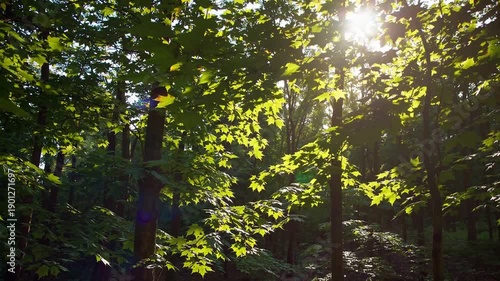 Wallpaper Mural Sunlight Forest: Capturing the beauty of the forest, the photograph captures the warmth of sunlight as it filters through lush green leaves. Torontodigital.ca